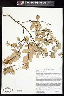 Vaccinium bissei.jpg