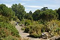 Ventnor Botanic Garden, Ventnor, Isle of Wight, seen in August 2011.