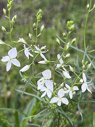 <i>Veronica decorosa</i> Species of flowering plant in the family Plantaginaceae