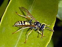 Vespidae - Polistes bischoffi (еркек) .JPG