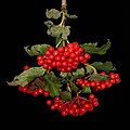 * Nomination High cranberry (Viburnum opulus) -- George Chernilevsky 21:23, 12 August 2022 (UTC) * Promotion  Support Good quality. --Tagooty 03:24, 13 August 2022 (UTC)