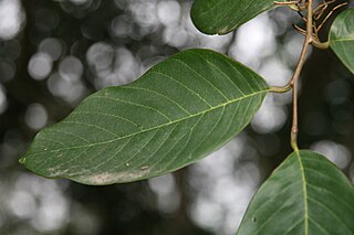 <i>Viburnum stellato-tomentosum</i> species of plant