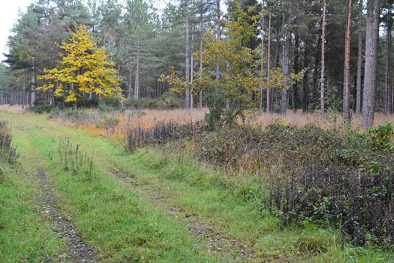 File:View into forestry plantation, North Ripley - geograph.org.uk - 5965546.jpg