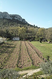 Vignoble près de Six-Fours-les-Plages.jpg