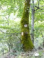 Español: Marca del GR-190 en el valle del Arroyo Rigüelo.