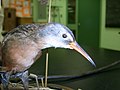 Rallus limicola Virginia rail