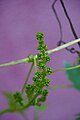 Grape (vitis vinifera) - closed buds