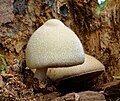 Paddy straw mushrooms. These jolly mushrooms are called Volvariella  volvacea. Th , #affiliate, #jolly, #called…