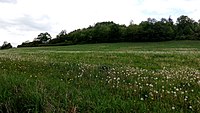 Čeština: Pohled přes louku k vrchu Na Opukách (592 m) v přírodní památce Na opukách, okres Strakonice, Jihočeský kraj. English: Natural monument Na opukách, Strakonice District, south Bohemia, Czechia.