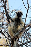 Von der Deckens sifaka (Propithecus deckenii)