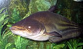 Wallago (sareng) catfish Wallagonia leerii.jpg