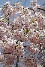 Thumbnail for File:Weeping-cherry.jpg