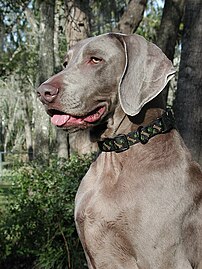 Weimaraner Walker portrait.jpg