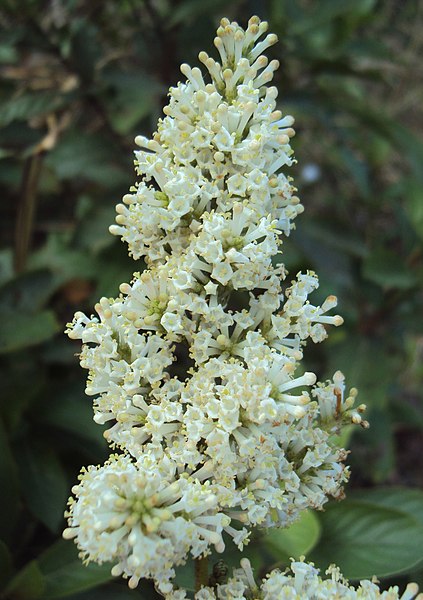 File:Wendlandia thyrsoidea 10.jpg