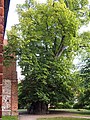 Deutsch: Die Wesenberger Linde vor der Evangelische Kirche St. Marien ist etwa 600 Jahre alt. English: 600 years old linden in front of the protestant church in Wesenberg, Germany.