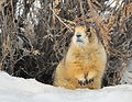 Cão da pradaria de cauda branca em Seedskadee NWR (24943085663) .jpg