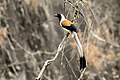 White-bellied Treepie.jpg