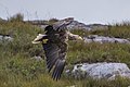 * Nomination White-tailed eagle (Haliaeetus albicilla) --Charlesjsharp 10:42, 6 September 2022 (UTC) * Promotion  Support Good quality. --Velvet 06:07, 7 September 2022 (UTC)