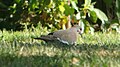 White-winged Dove (8427713452).jpg