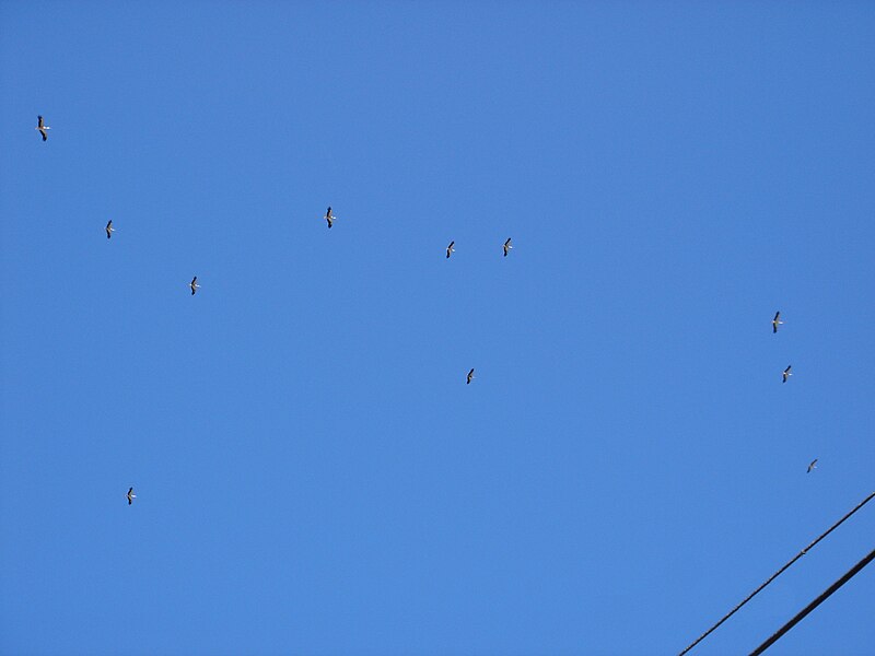 File:White Storks Migrating Northwards Over Bental Mountain DSC00690.JPG