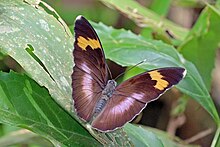 Keng tarqalgan o'rmonchi (Euphaedra medon medon) female.jpg