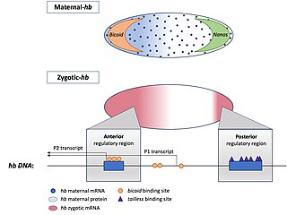 <span class="mw-page-title-main">Hunchback (gene)</span> Maternal effect gene and gap gene