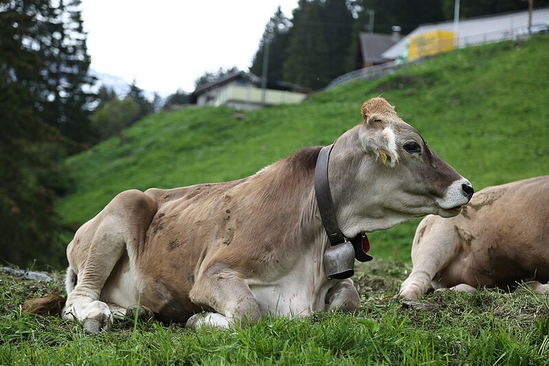 File:Wikiolo in Liechtenstein (465).jpg