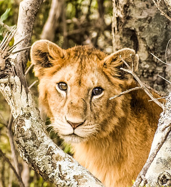 A lion (Panthera leo). Lions are an example of Charismatic megafauna, a group of wildlife species that are especially popular in human culture.