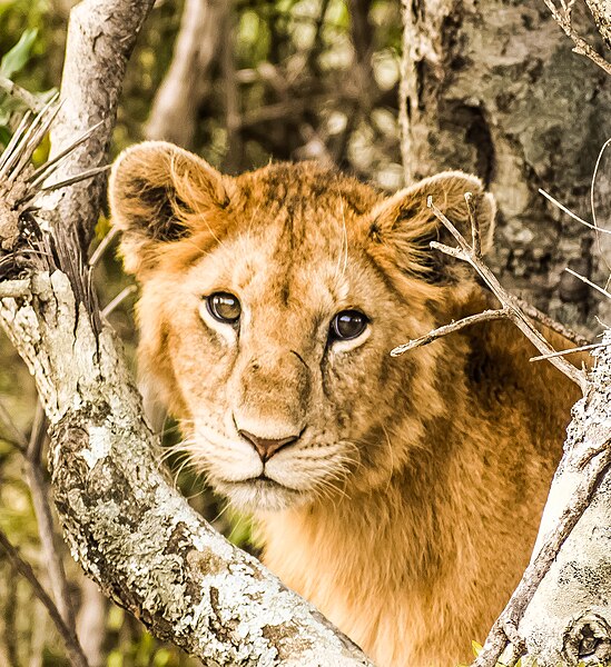 File:Wildlife at Maasai Mara (Lion).jpg