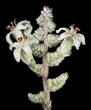 <i>Wilsonia</i> (plant) Genus of flowering plants