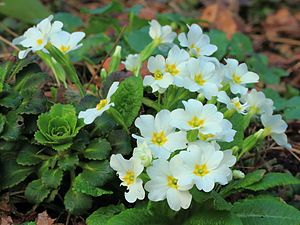 Witte sleutelbloem (Primula).JPG