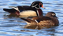 Wood ducks. Wood-ducks-male-female-chicago-march-2024.jpg