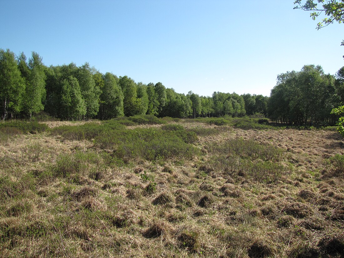 Hochmoor Wymeer