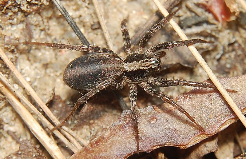 Xerolycosa Wikipedia