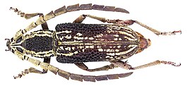 Xoanodera laticornis