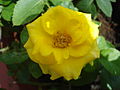 Yellow Rose.JPG