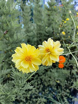 Yellow cosmos flower.jpg