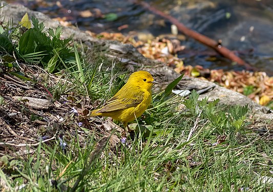 Yellow warbler in Green-Wood Cemetery