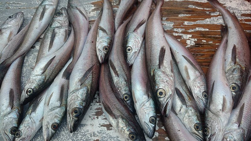 File:Young Pacific Hake.jpg