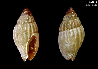 <i>Zafra nukuhiva</i> Species of gastropod