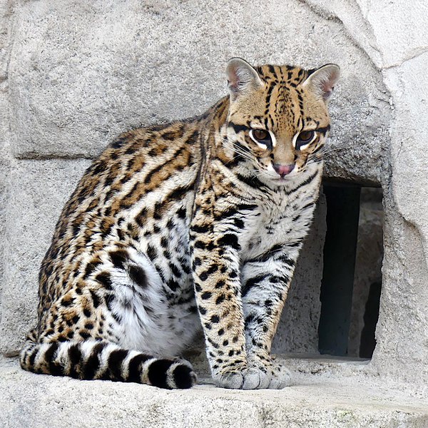 File:Zoo-asson-ocelot.jpg