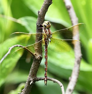 <i>Zosteraeschna minuscula</i> Species of dragonfly