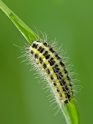 Young caterpillar of Narrow-bordered Five-spot Burnet. Photo taken on strand of lake Žiaunė.