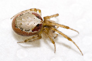 <i>Zygiella atrica</i> Species of spider