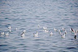 رفتار مرغان دریایی نوروزی یا یاعو در کشور عمان، شهر مسقط، ساحل دریای عمان - عکس مصطفی معراجی 20.jpg