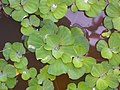 "+arya+" Pistia stratiotes ꦲꦥꦸꦲꦥꦸ apu-apu-Bulak Lor 2019 1.jpg