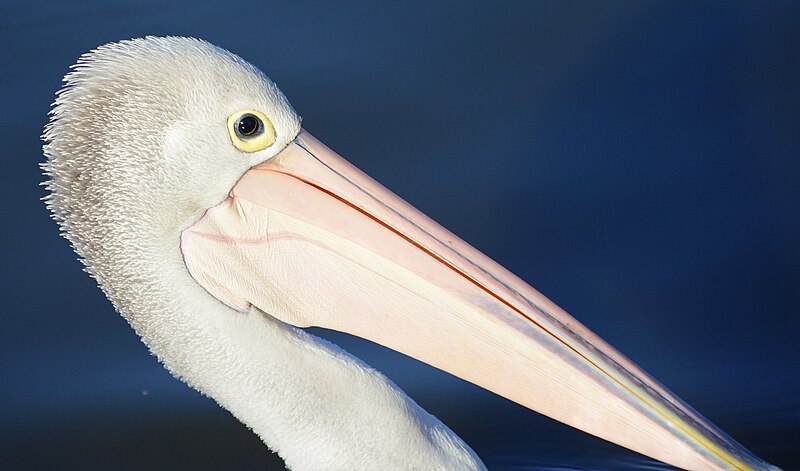 File:(1)Centennial Park birdlife 027.jpg