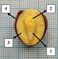 Vlezige zaadhuid (sarcotesta) bij de Japanse notenboom. 1 – worteltje, 2 – zaadlobben, 3 – endosperm, 4 – sarcotesta