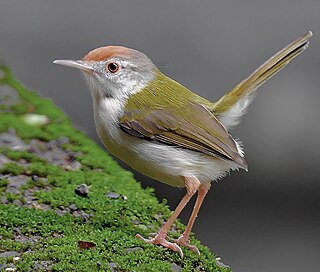 Common tailorbird