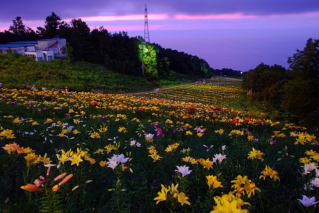 File オーンズ春香山ゆり園 Onze Harukayama Lily Garden Panoramio 9 Jpg Wikimedia Commons